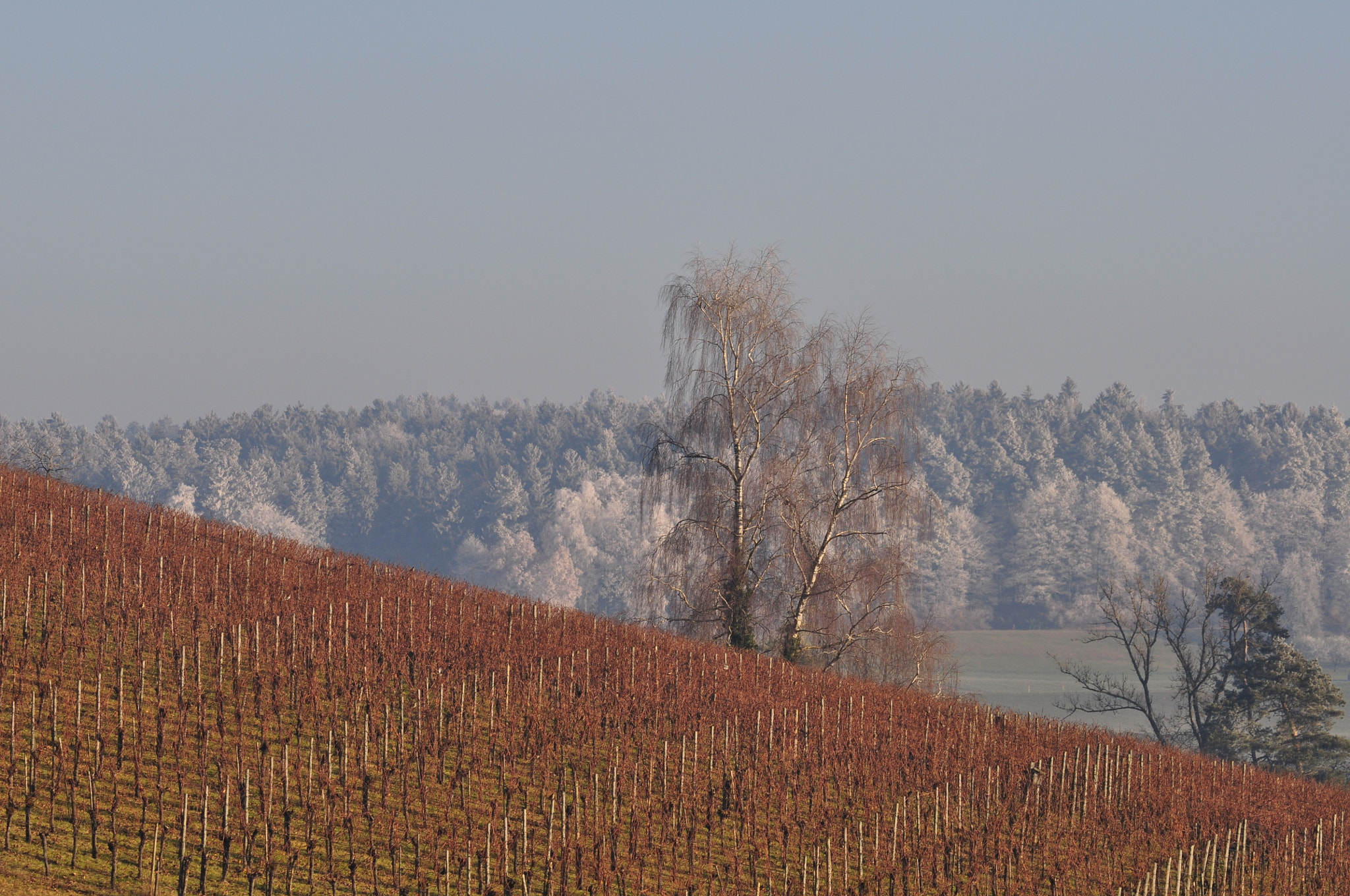 Nikon AF-S Nikkor 200-500mm F5.6E ED VR sample photo. Fotos  peter  in   wiesendangen 31.12.2016 dezember photography