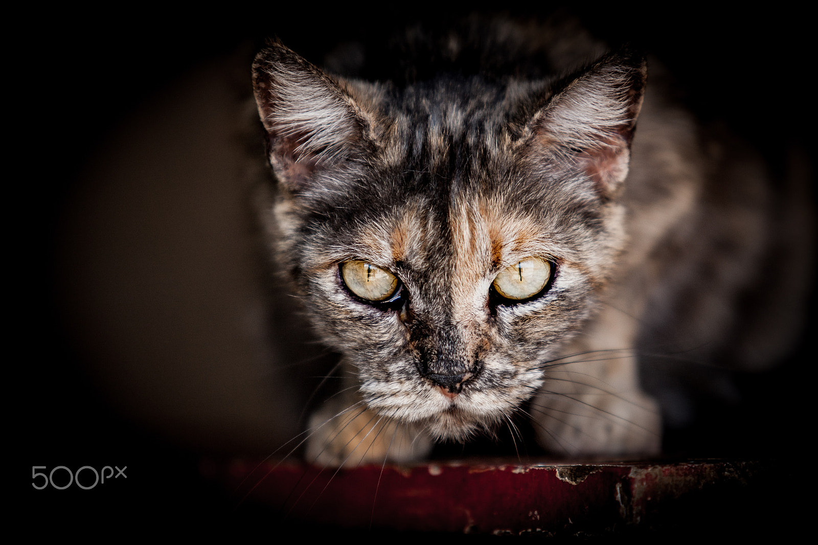 Canon EOS-1Ds Mark III sample photo. Eyes of cat photography
