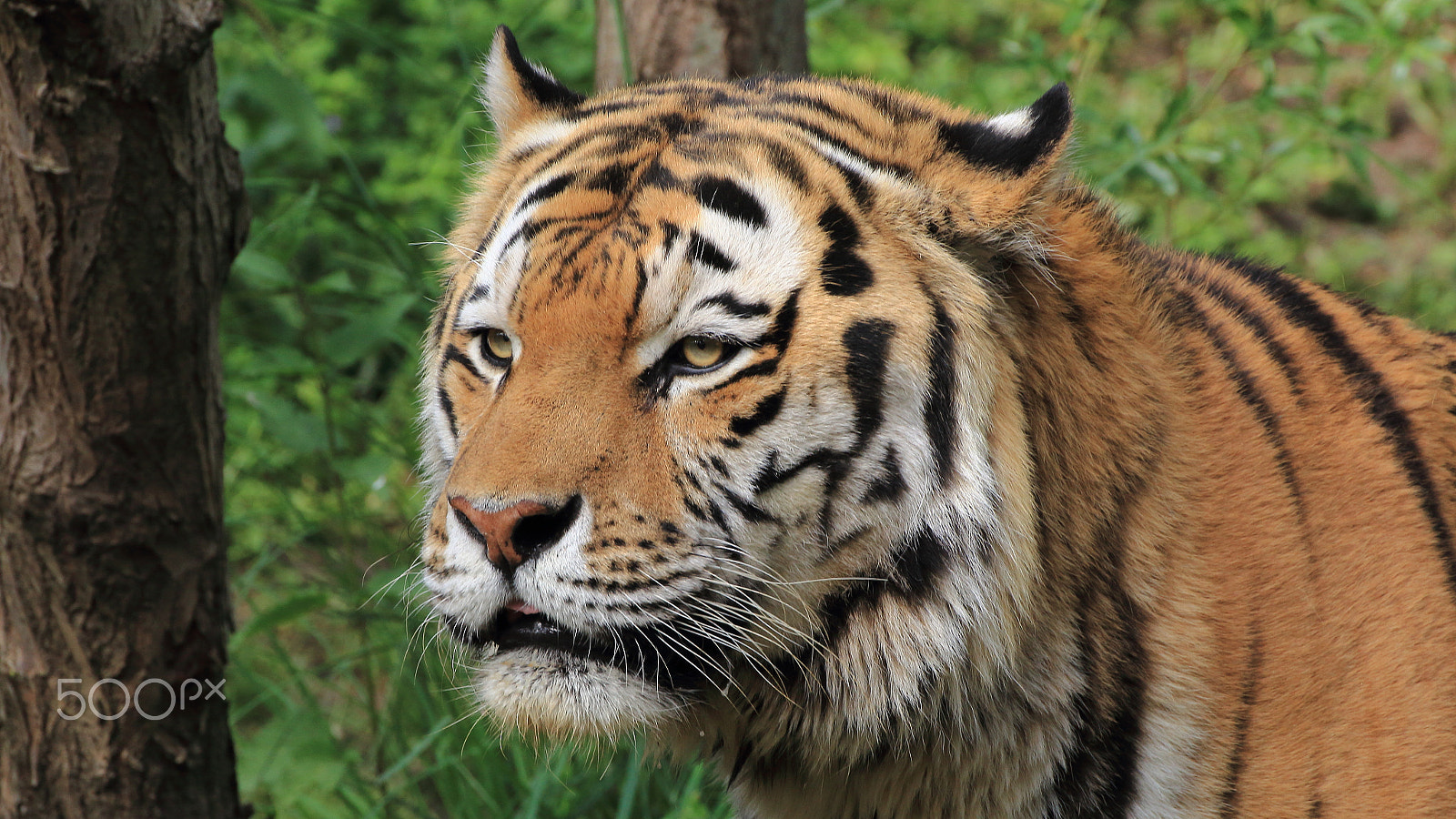 Canon EOS 60D sample photo. Tiger photography