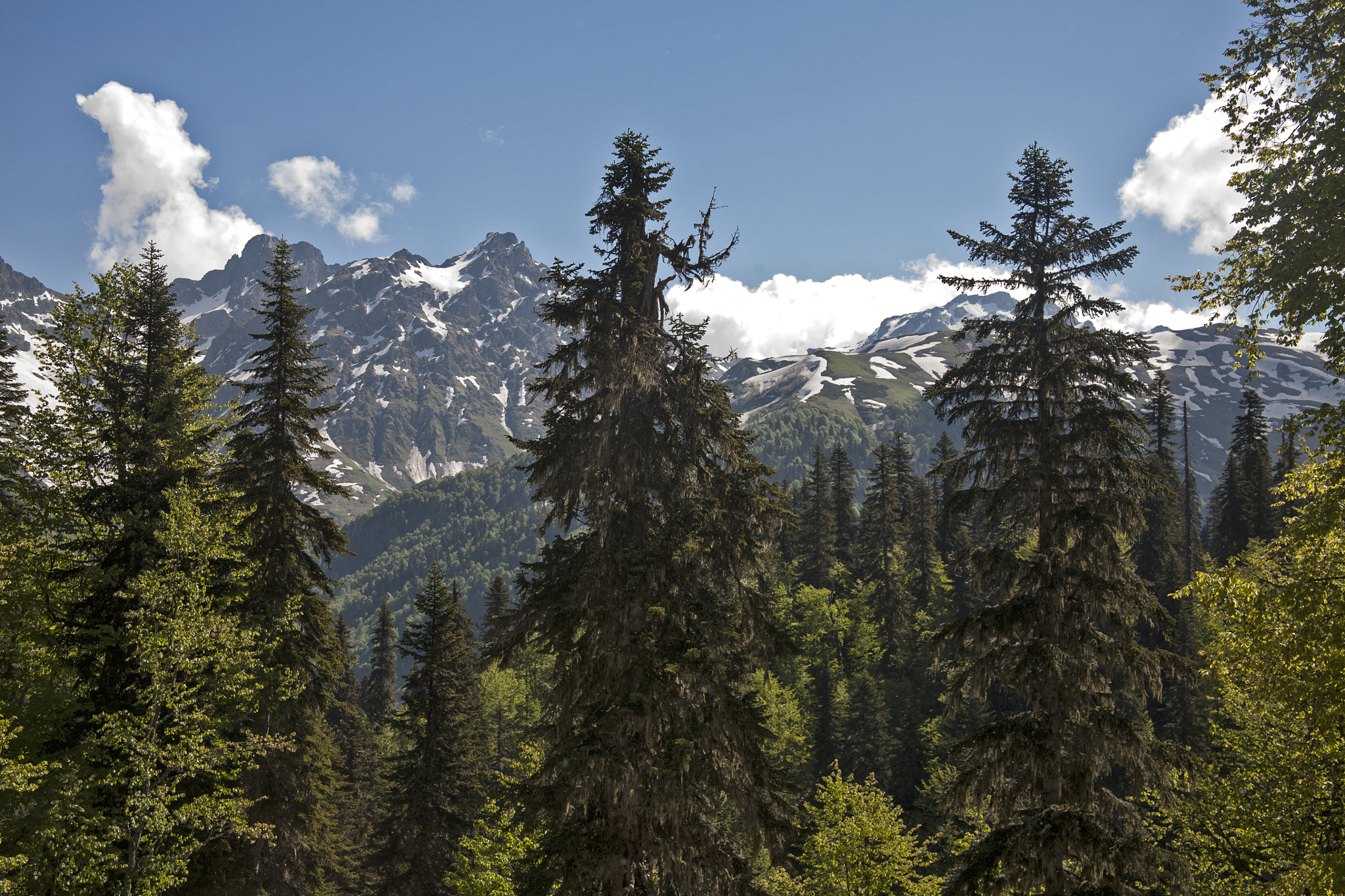 Canon EF 28-135mm F3.5-5.6 IS USM sample photo. Centuries-old silver firs photography