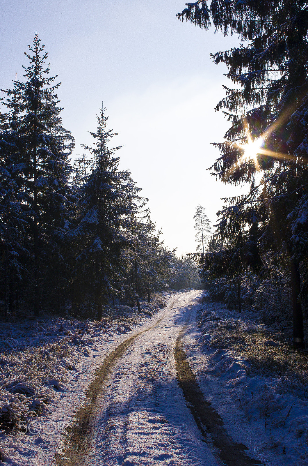 Pentax K-5 IIs sample photo. Winter in the forest photography