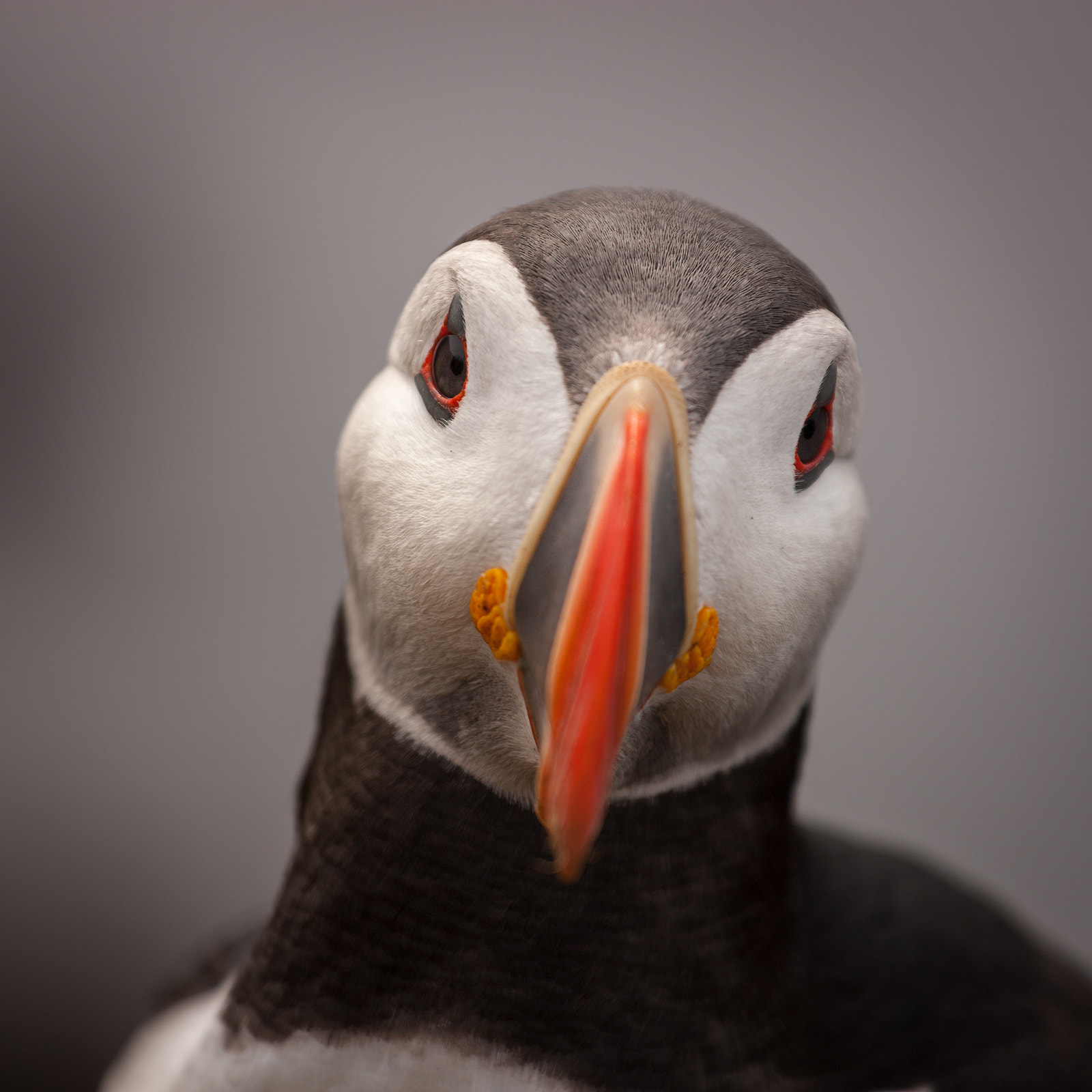 Canon EF 70-200mm F4L IS USM sample photo. Puffin photography