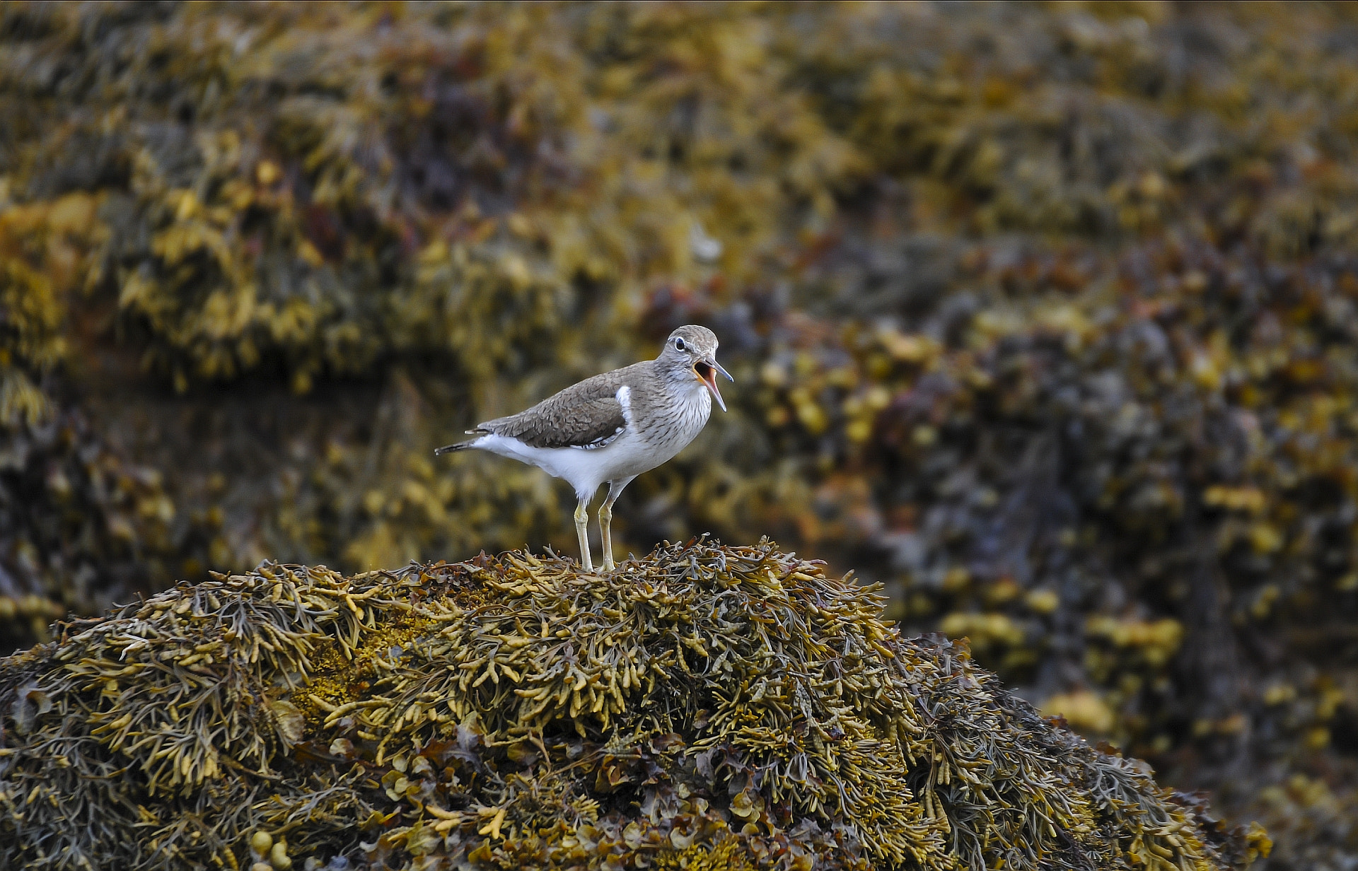 Sigma 50-500mm F4.5-6.3 DG OS HSM sample photo. Common sandpiper (actitis hypoleucos) photography