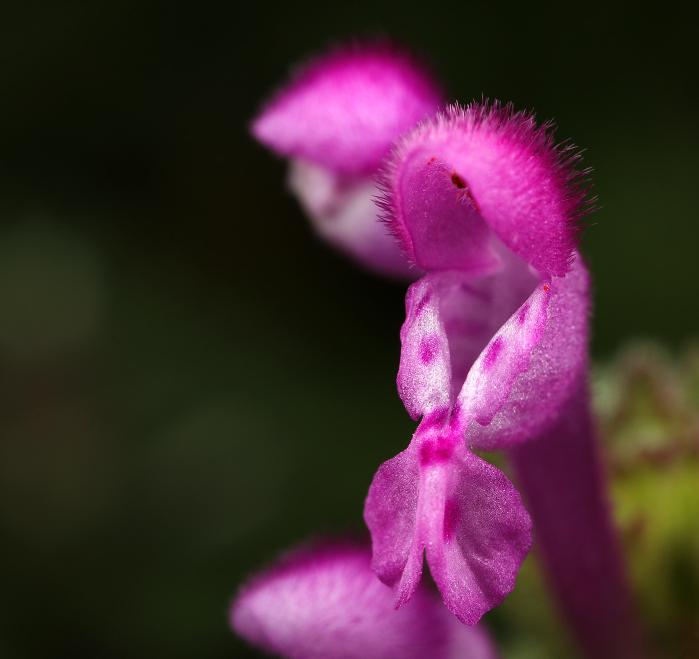 Canon MP-E 65mm F2.5 1-5x Macro Photo sample photo. Spring has sprung... photography