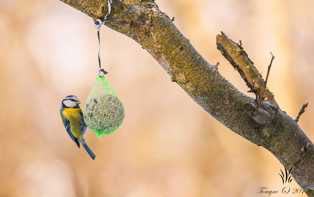 Nikon D700 + Nikon AF-S Nikkor 300mm F4D ED-IF sample photo. .: morning bird :. photography