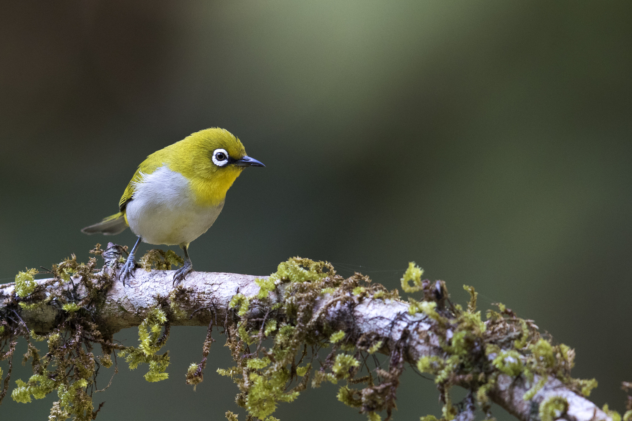 Canon EOS 7D Mark II + Canon EF 600mm F4L IS II USM sample photo. Oriental white eye photography