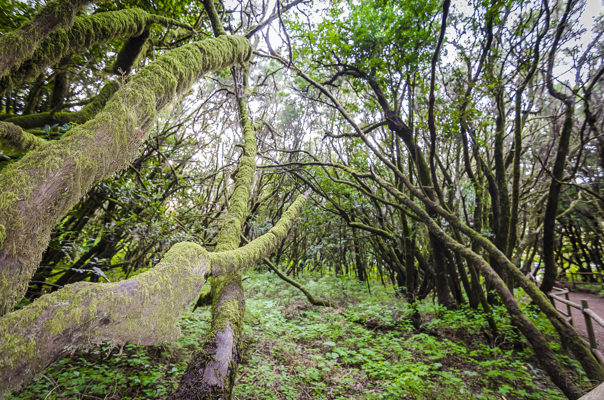 Nikon D5100 + Tokina AT-X 11-20 F2.8 PRO DX (AF 11-20mm f/2.8) sample photo. Arms of the forest photography