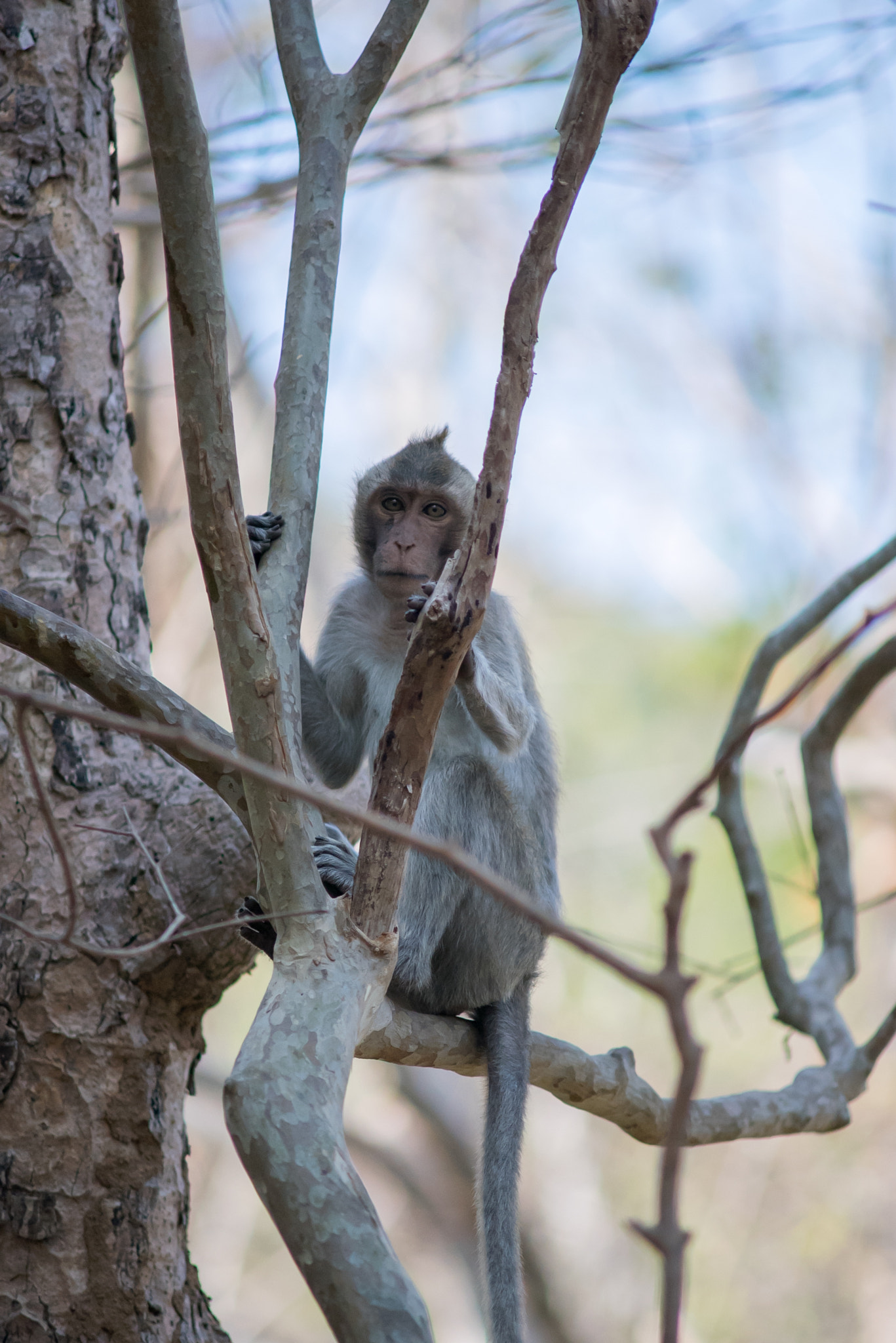 Nikon D810 + AF Zoom-Nikkor 70-210mm f/4 sample photo. Wild monkey photography