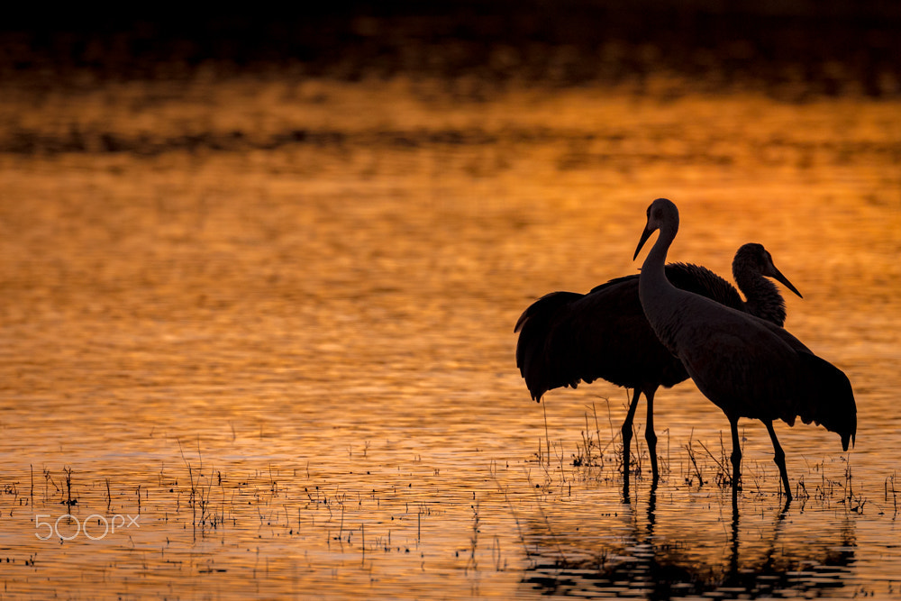 Canon EOS-1D X + Canon EF 800mm F5.6L IS USM sample photo. 13a 2803 42257 photography