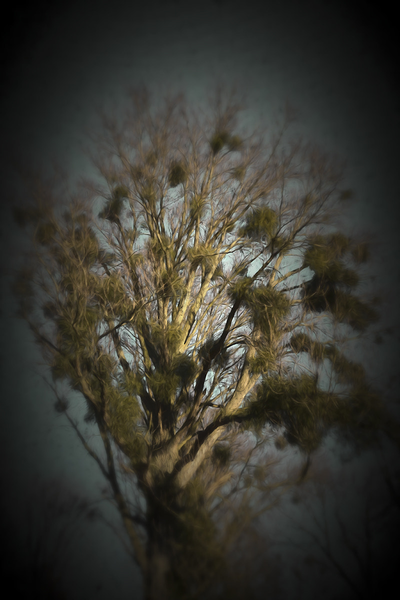 Olympus PEN-F sample photo. The crown ... photography