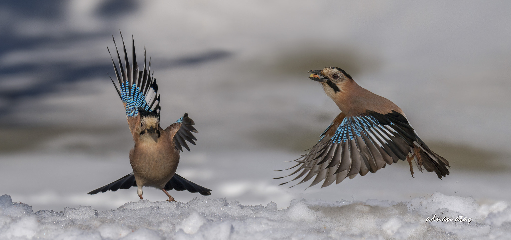 Sigma 150-600mm F5-6.3 DG OS HSM | S sample photo. Alakarga - eurasian jay - garrulus glandarius photography