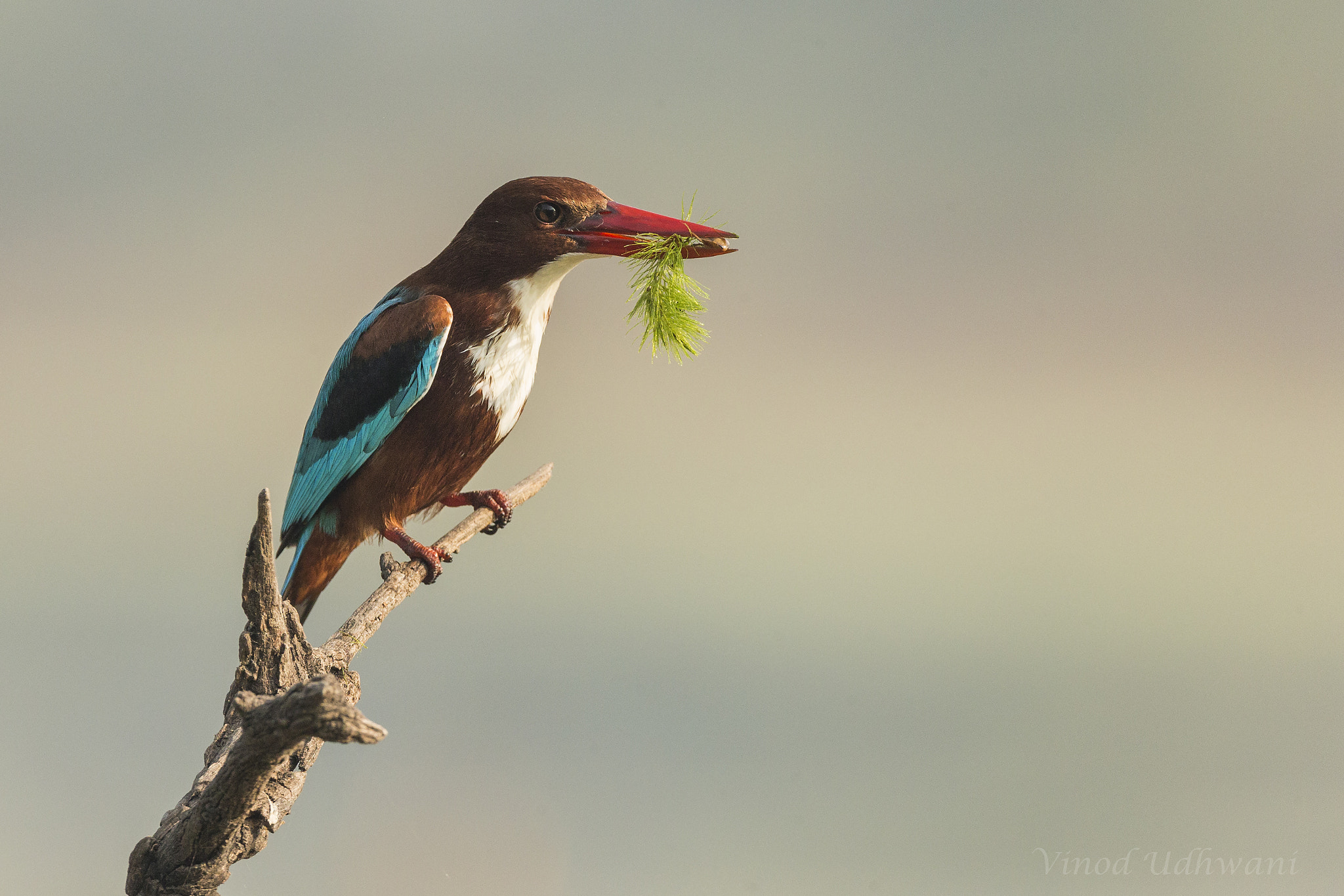 Canon EF 800mm F5.6L IS USM sample photo. White throated kingfisher photography