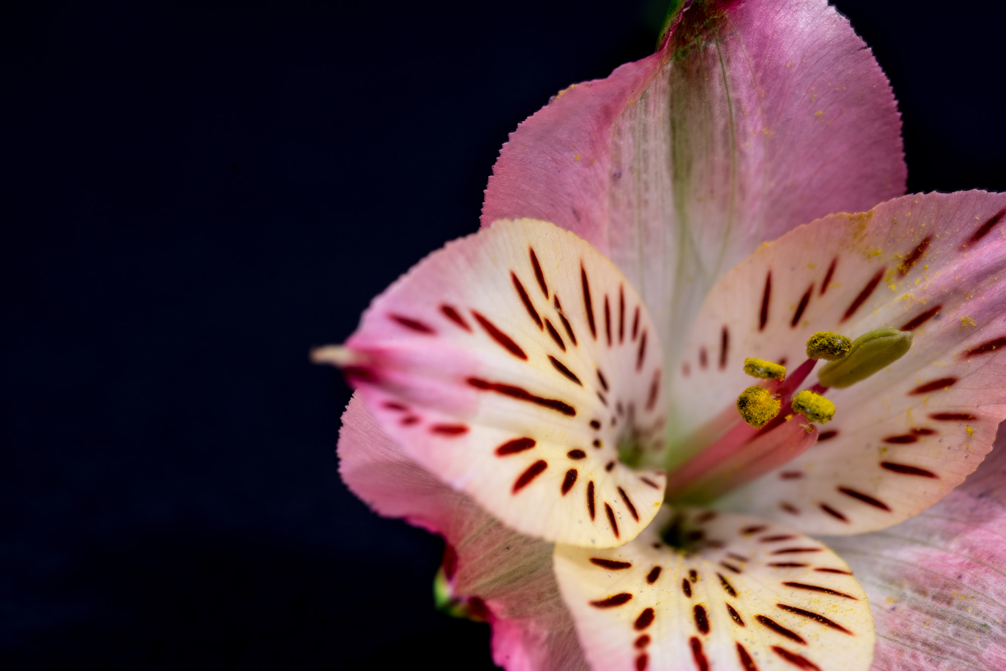 Sigma 105mm F2.8 EX DG OS HSM sample photo. Pop of colour photography