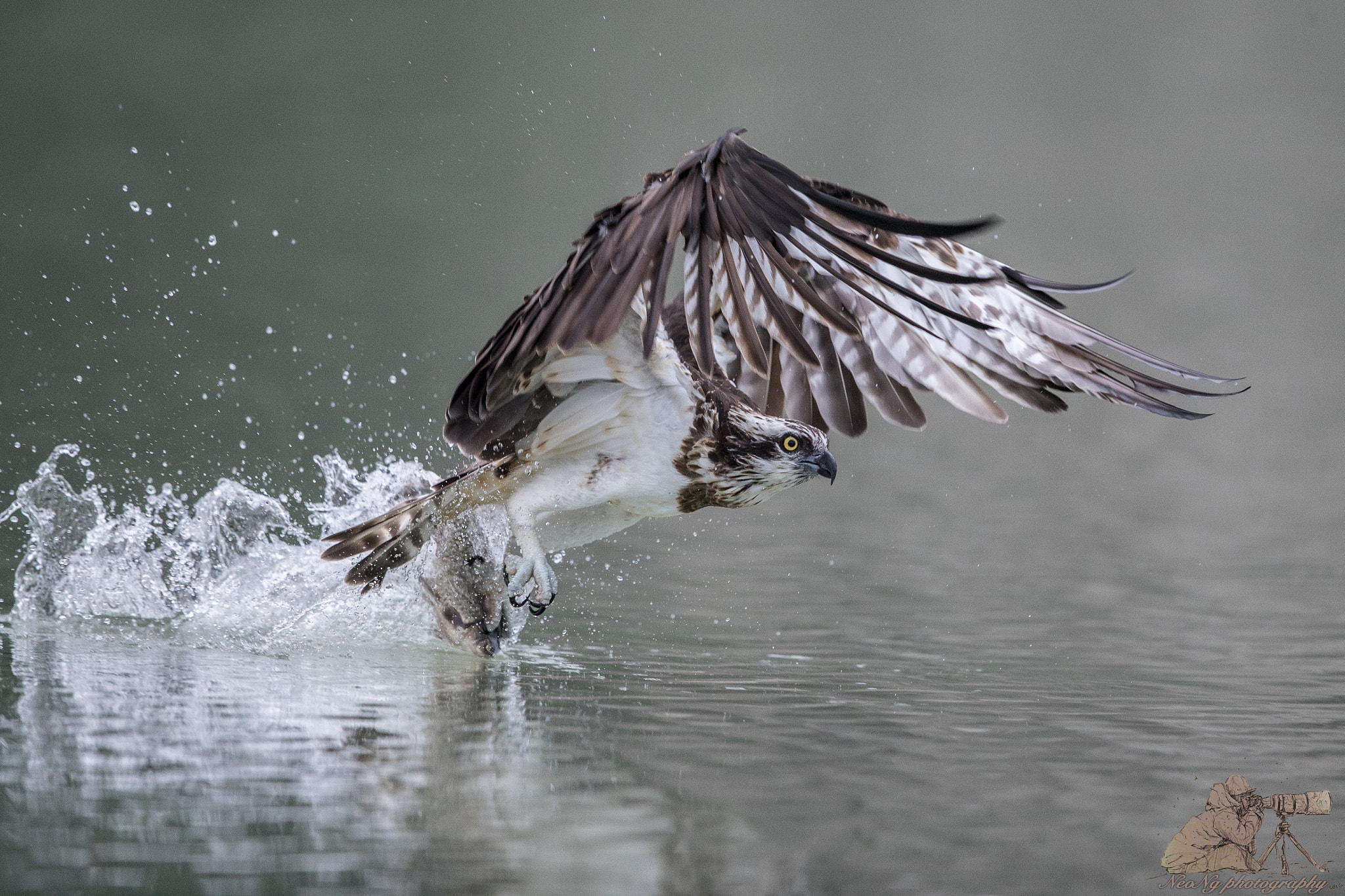 Canon EF 600mm F4L IS II USM sample photo. Neo photography