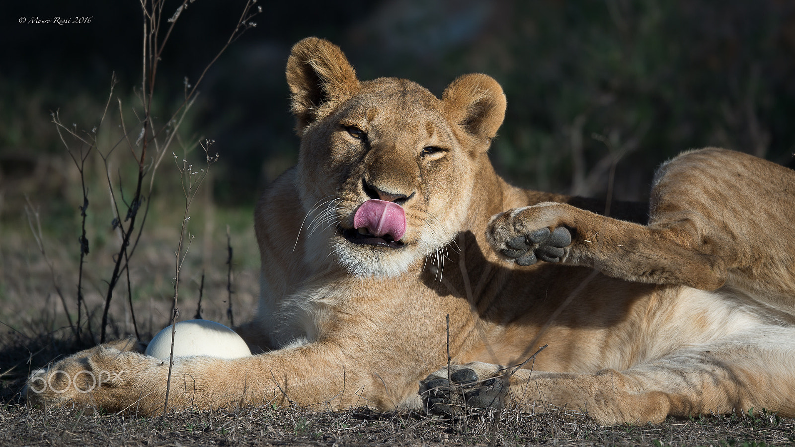 Nikon AF-S Nikkor 500mm F4E FL ED VR sample photo. "ehi mr photographer...prrrr" photography