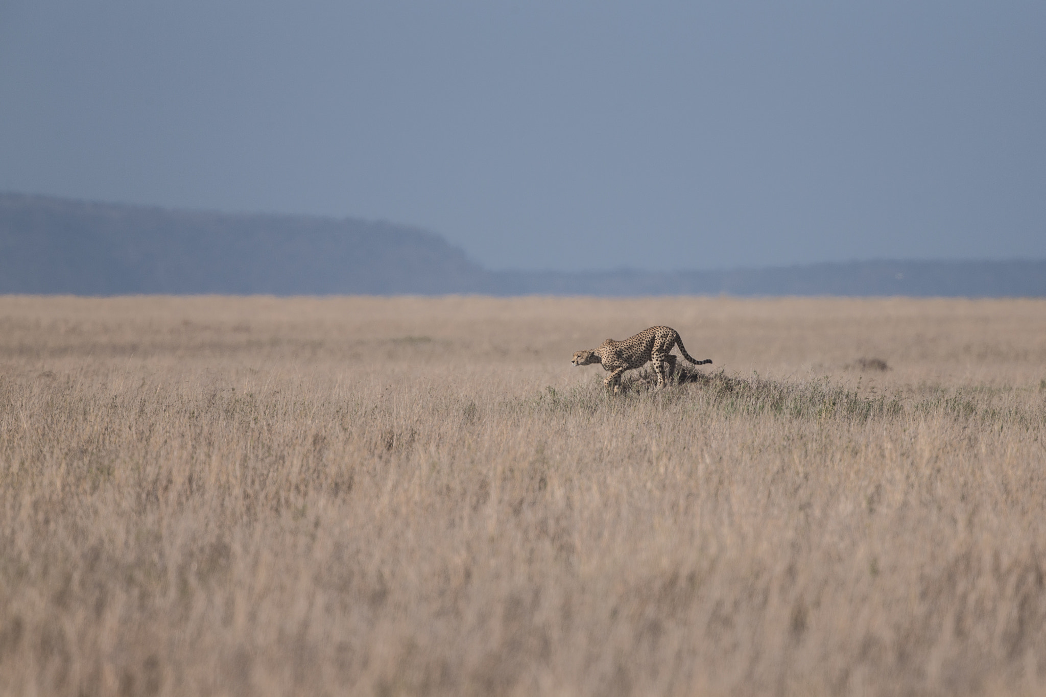 Canon EF 400mm F4 DO IS II USM sample photo. Launchpad photography