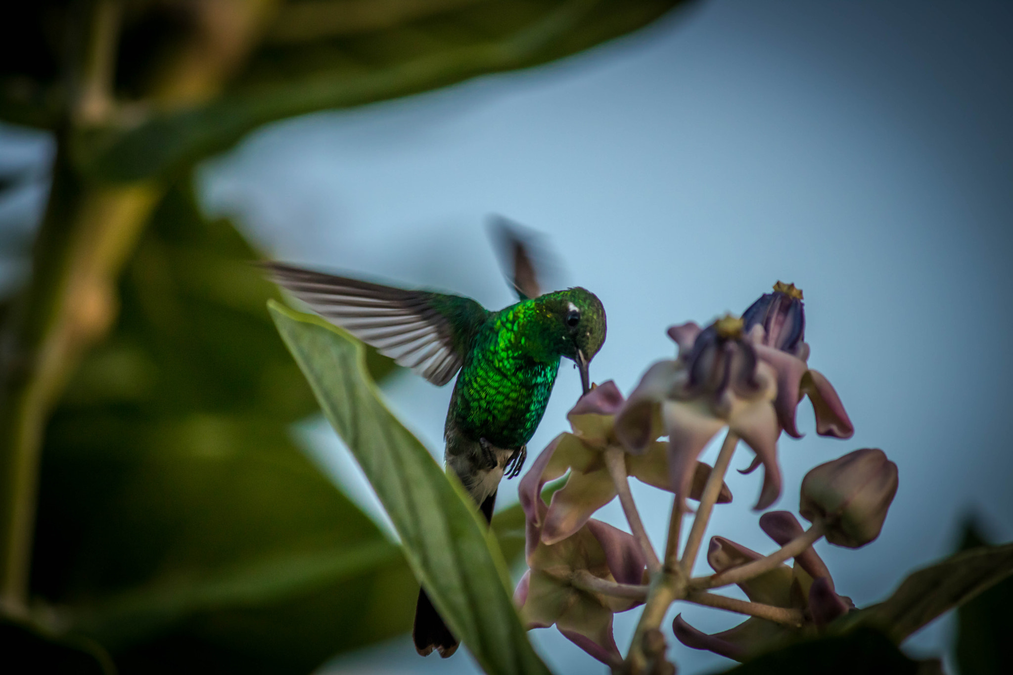 Canon EF-S 55-250mm F4-5.6 IS sample photo. Cuba 2017 photography
