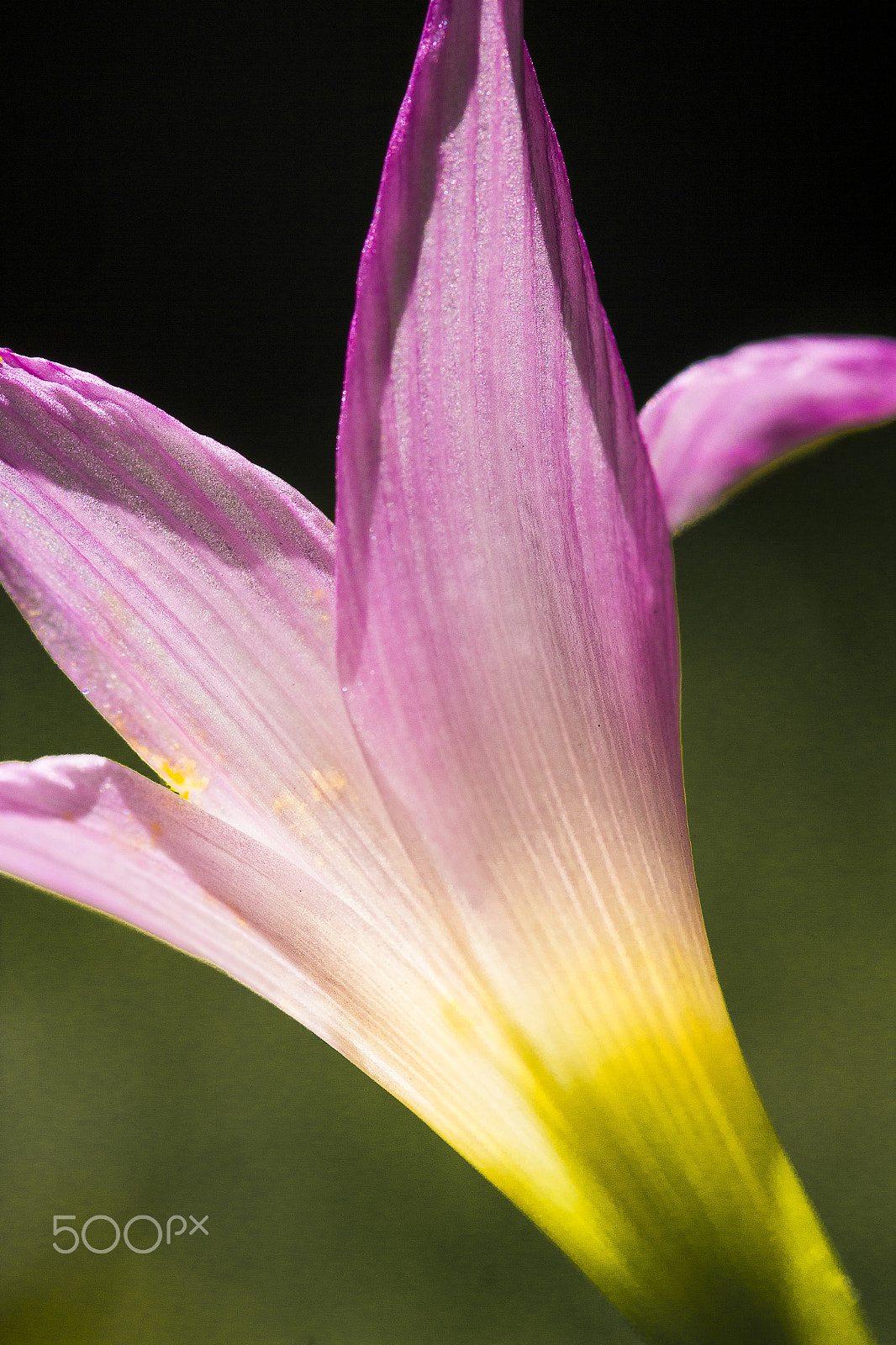 Canon EOS 60D + Sigma 105mm F2.8 EX DG Macro sample photo. Flor photography