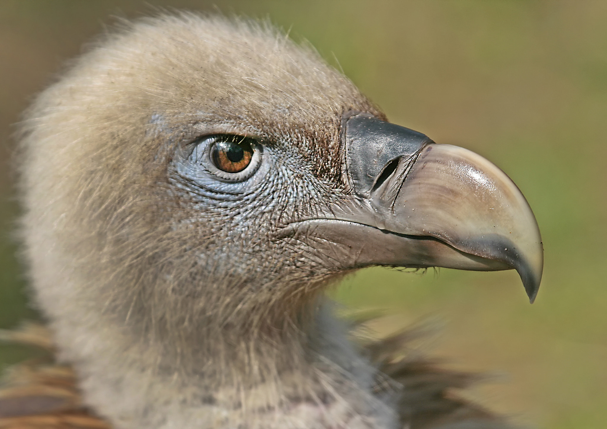Canon EF 100-400mm F4.5-5.6L IS USM sample photo. Gänsegeier portrait photography