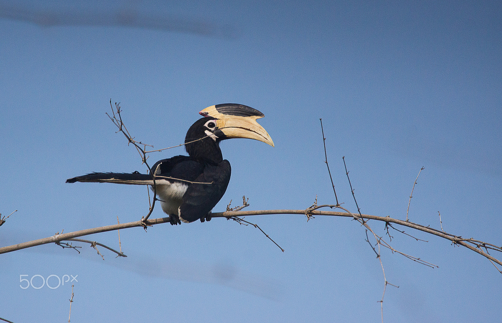 Sony SLT-A65 (SLT-A65V) sample photo. Malabar pied hornbill photography