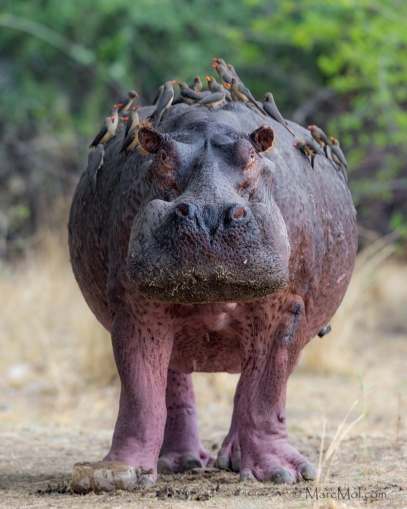 Nikon D3S sample photo. Ousted bull hippo photography