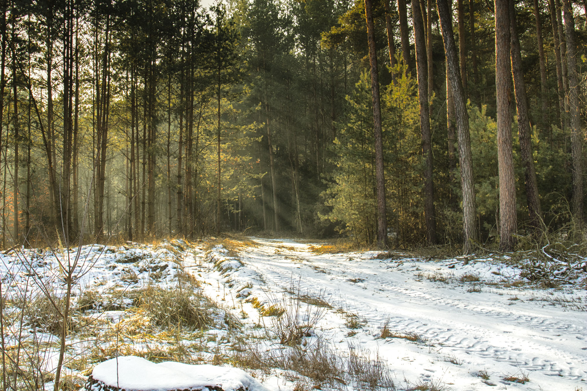 Canon EF 24-105mm F3.5-5.6 IS STM sample photo. Forest.... photography