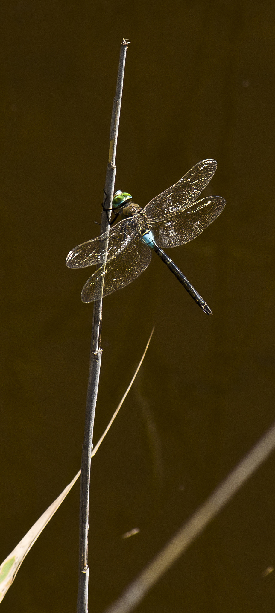 Pentax K-r sample photo. Dragonfly photography