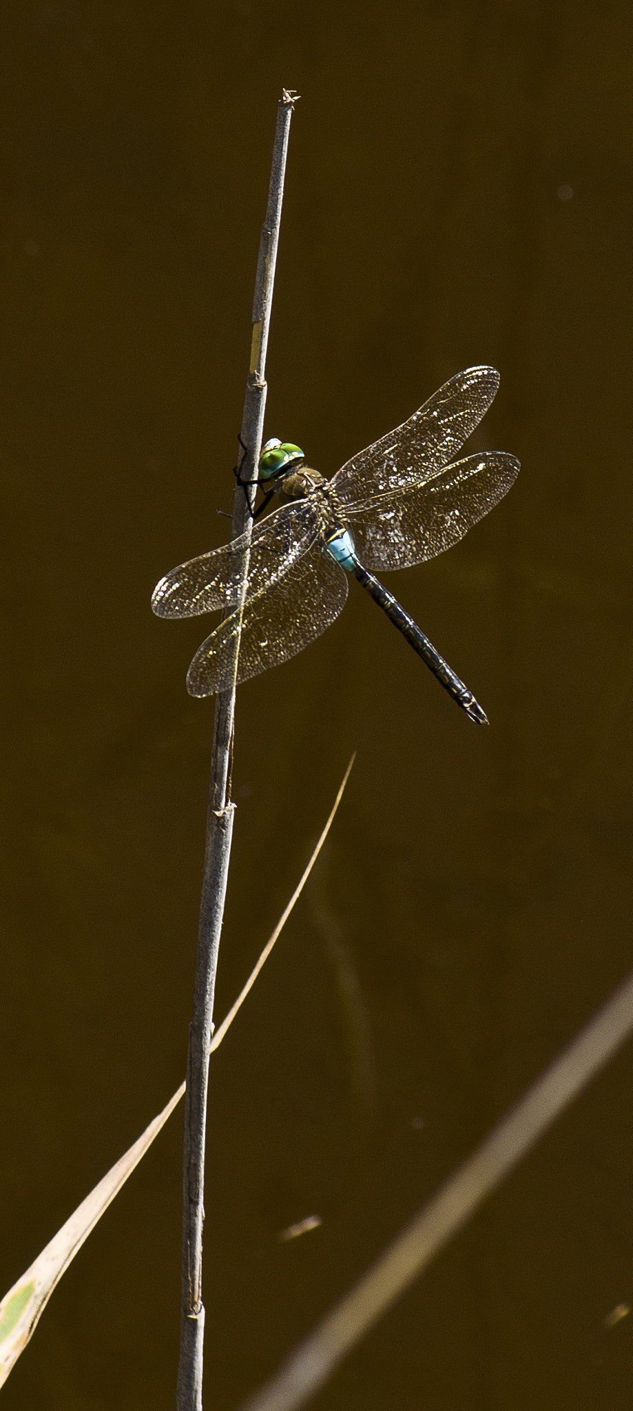 Pentax K-r + smc PENTAX-DA L 50-200mm F4-5.6 ED sample photo. Dragonfly photography