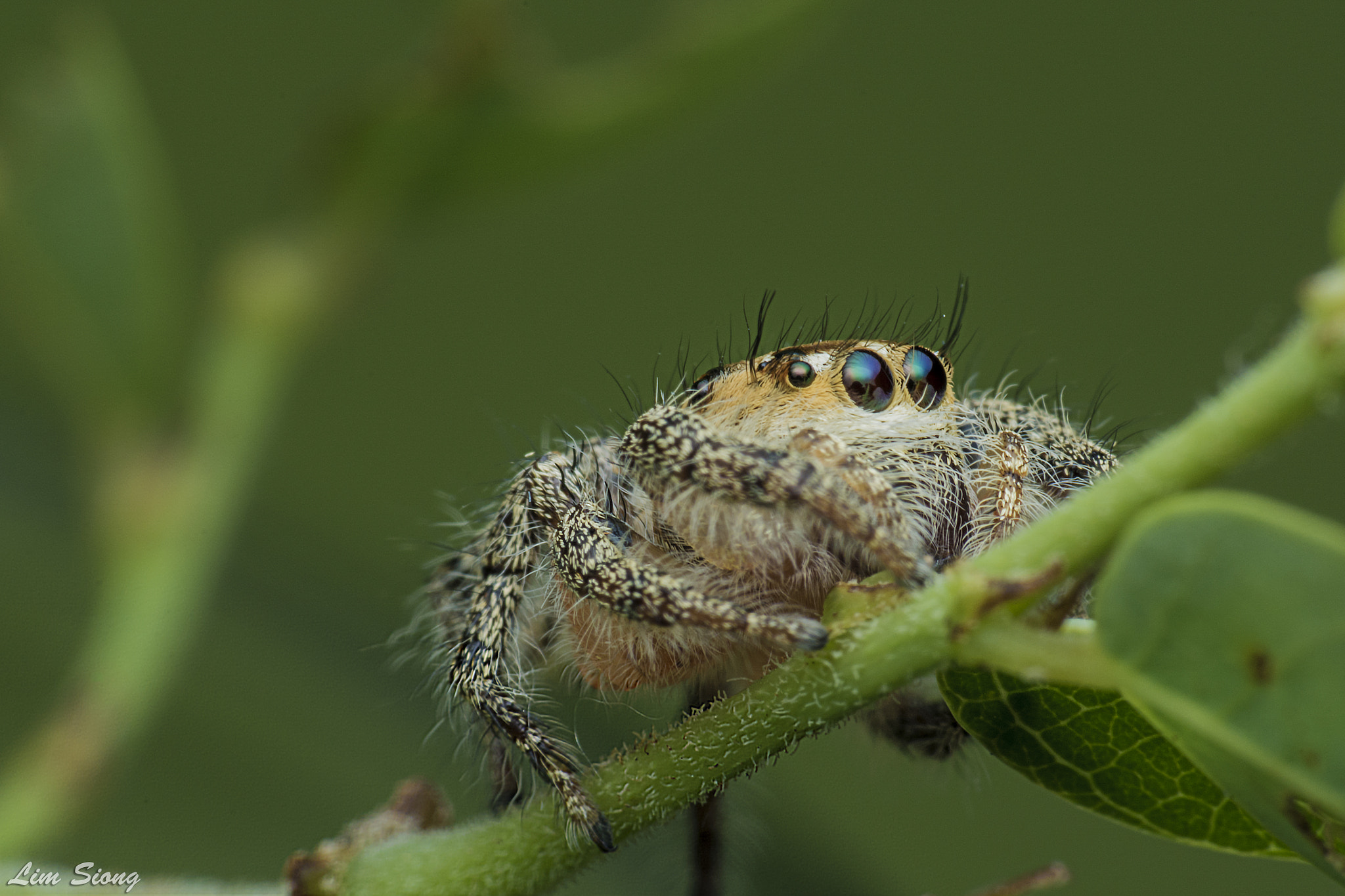 Sigma 70-300mm F4-5.6 APO DG Macro sample photo. Jumping spider photography