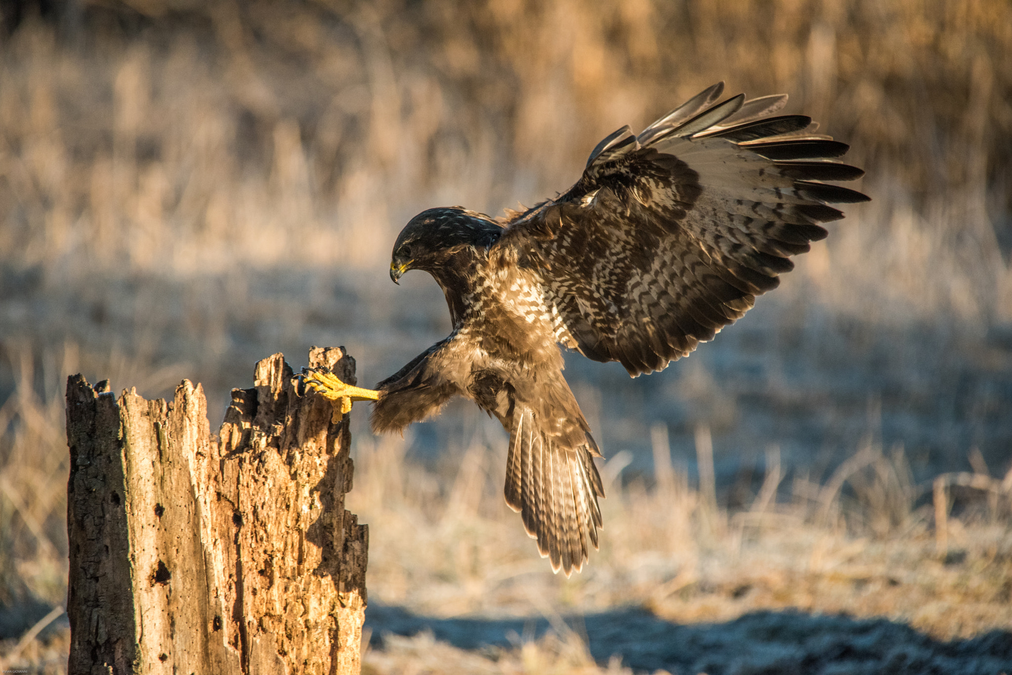 Sigma 150-500mm F5-6.3 DG OS HSM sample photo. Poiana photography