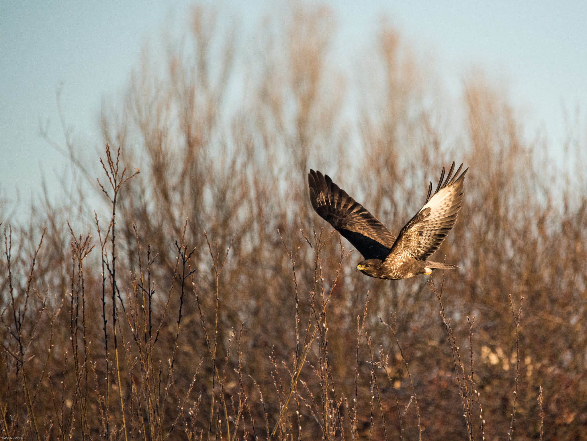 Sigma 150-500mm F5-6.3 DG OS HSM sample photo. Poiana photography