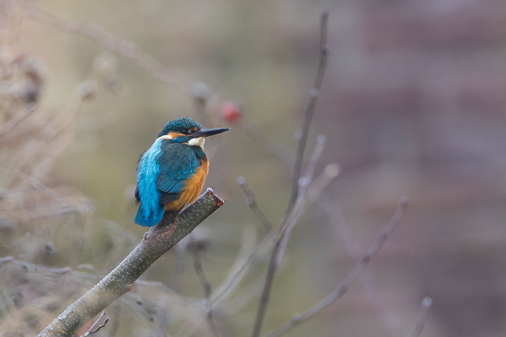150-600mm F5-6.2 OSS sample photo. -the pioneer- photography