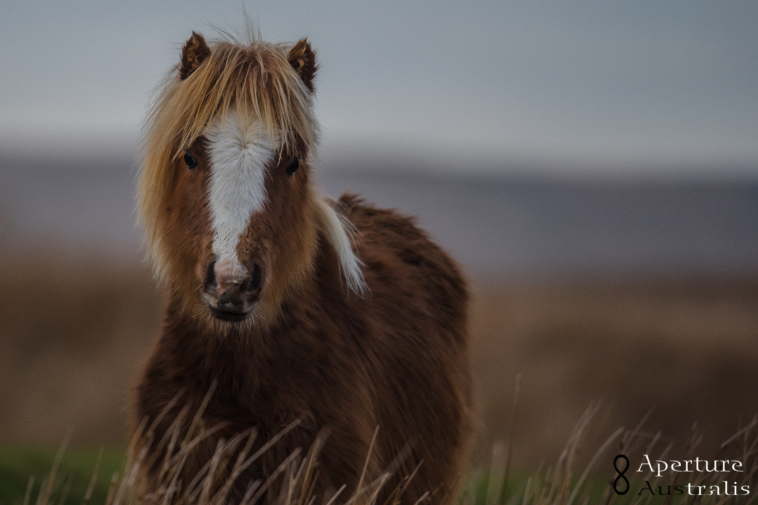 Nikon Nikkor AF-S 300mm F4E PF ED VR sample photo. Wild foal on the breacon beacons in wales photography