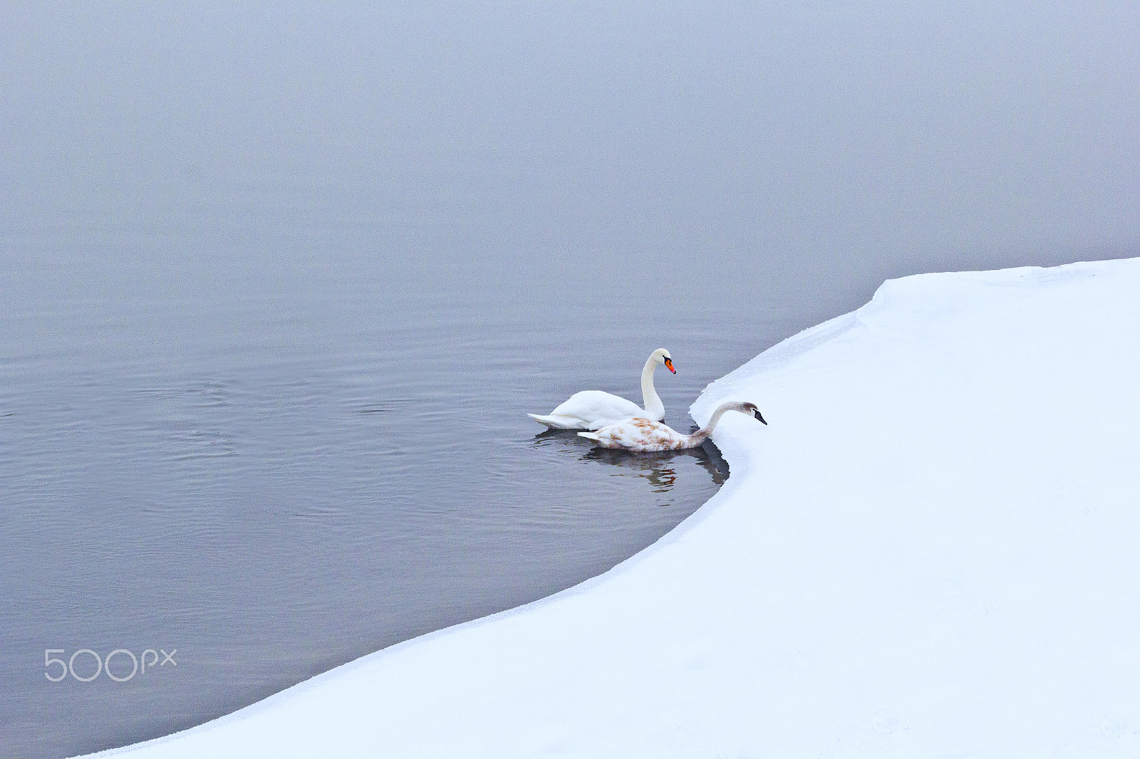 Canon EF 70-200mm F2.8L USM sample photo. Swan photography