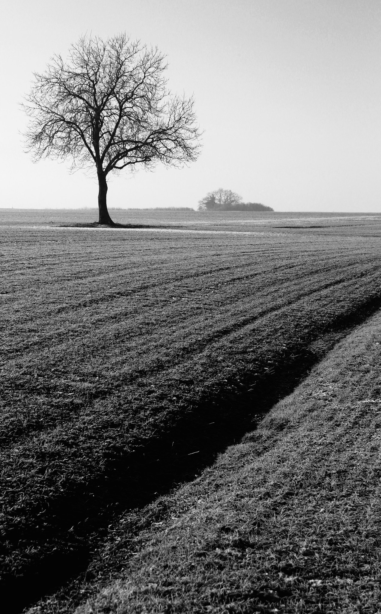 Canon EOS-1D Mark IV + Canon EF 28-90mm f/4-5.6 sample photo. L'arbre photography