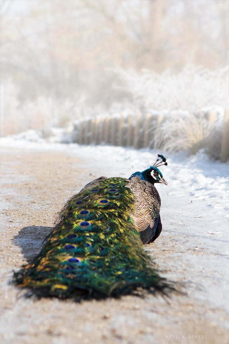 Canon EOS 80D + Canon EF 24-70mm F2.8L USM sample photo. Peacock photography