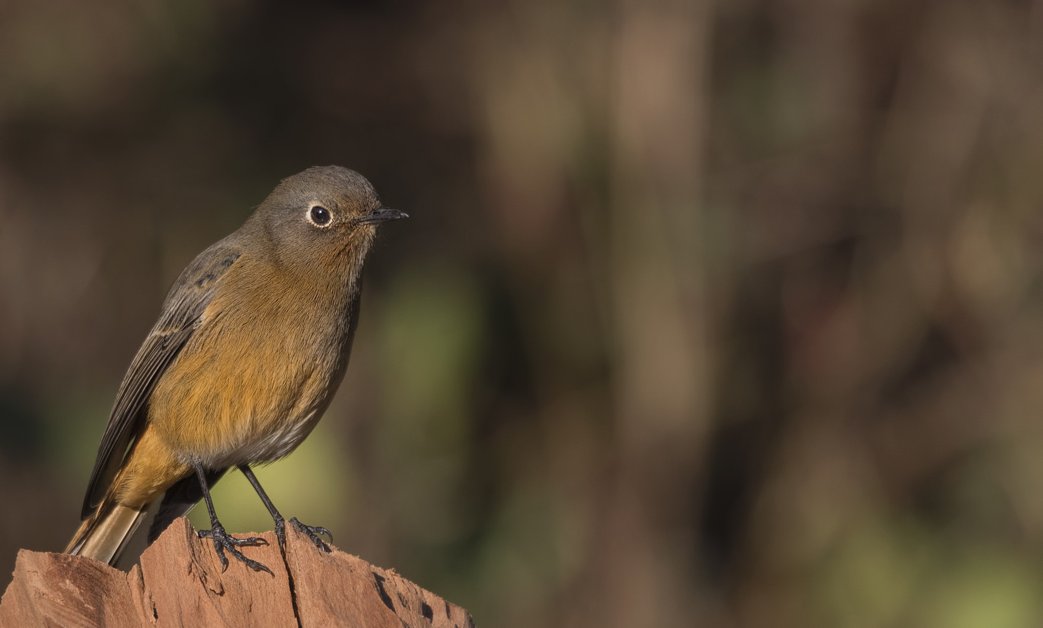 Nikon D750 sample photo. Blue fronted redstart photography