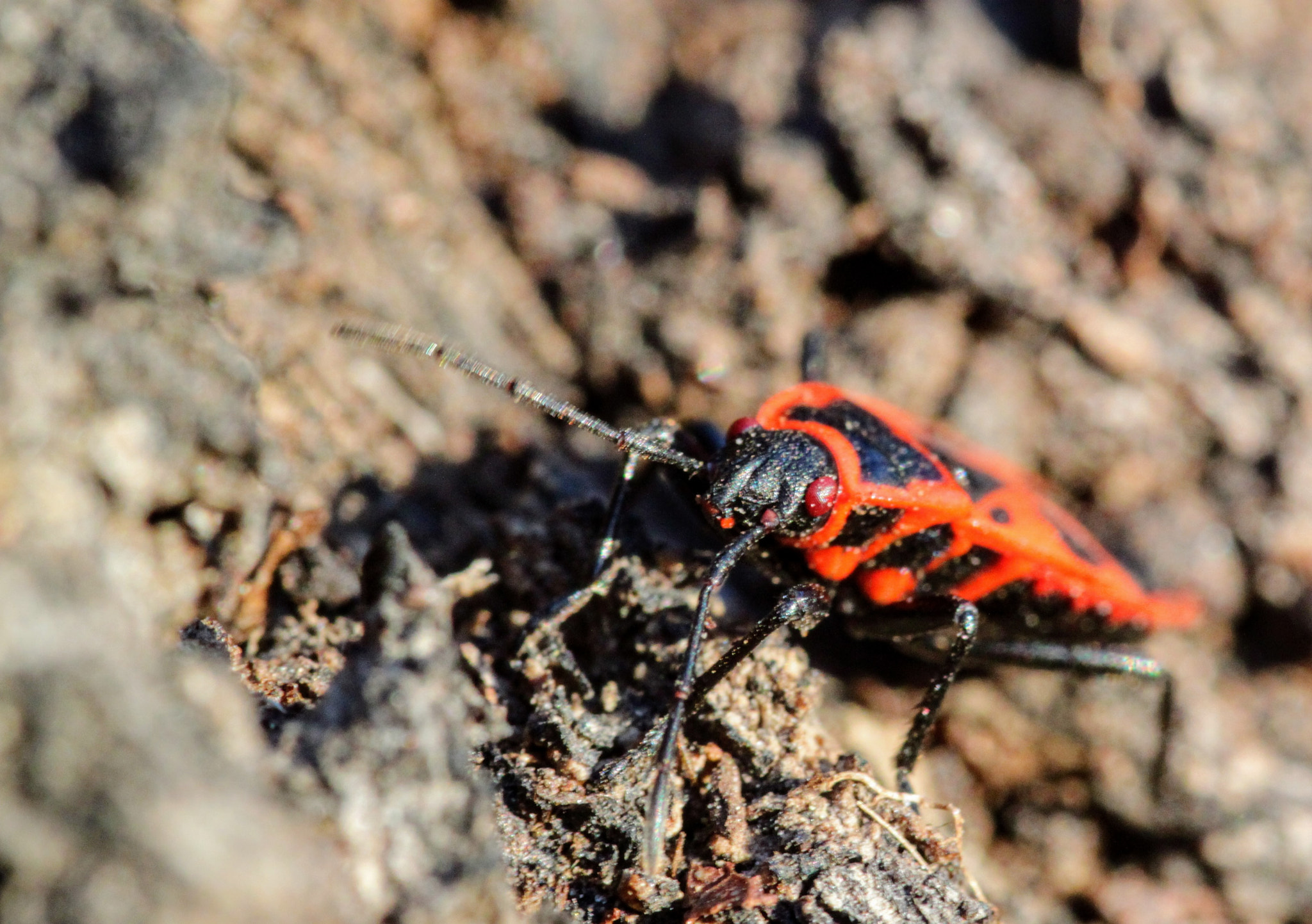 Sigma 105mm F2.8 EX DG OS HSM sample photo. Cimice "carabiniera" (pyrrhocoris apterus) photography