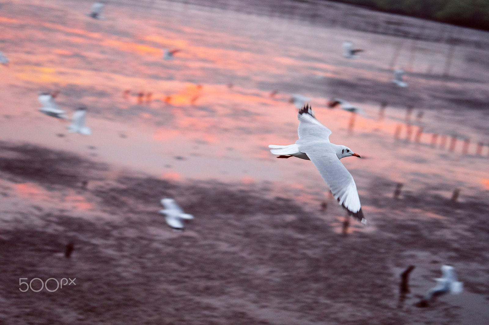 Sony FE 70-200mm F4 G OSS sample photo. Seagull flying on the beach sunset photography