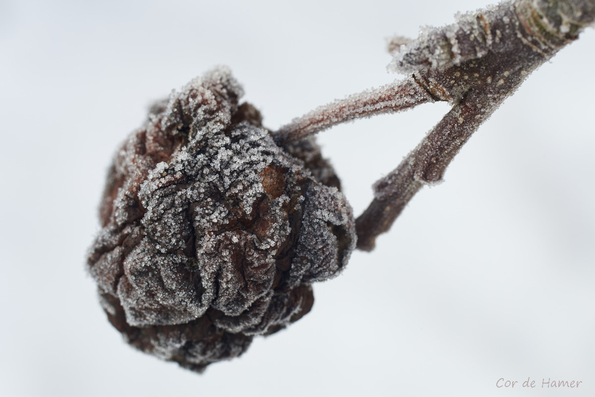 Sony a99 II + Tamron SP AF 90mm F2.8 Di Macro sample photo. Frosty old apple photography