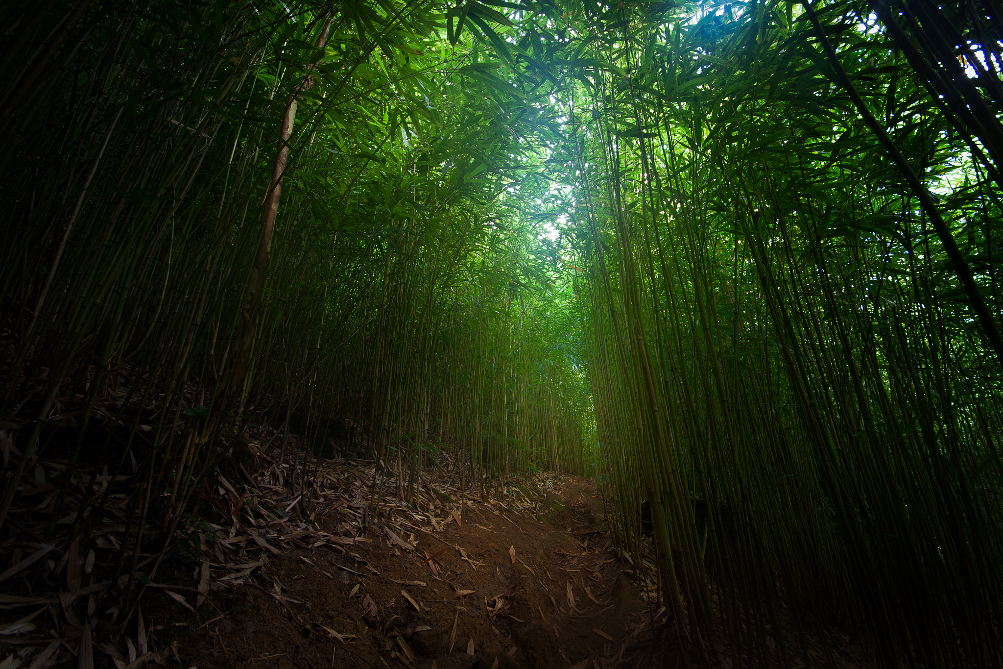 Canon EOS 50D + Sigma 10-20mm F4-5.6 EX DC HSM sample photo. Through the bamboo photography