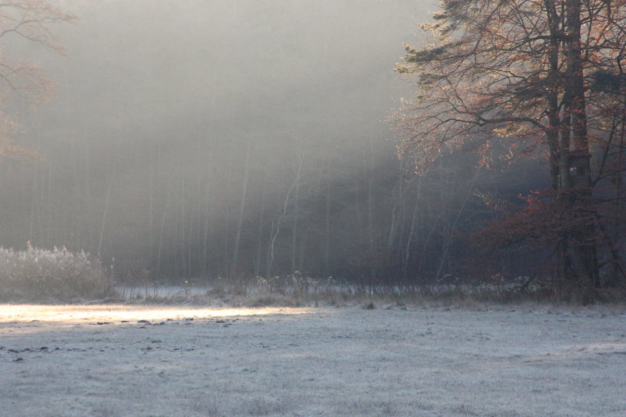 Canon EOS 450D (EOS Rebel XSi / EOS Kiss X2) sample photo. Sunrise at the meadow #1 photography