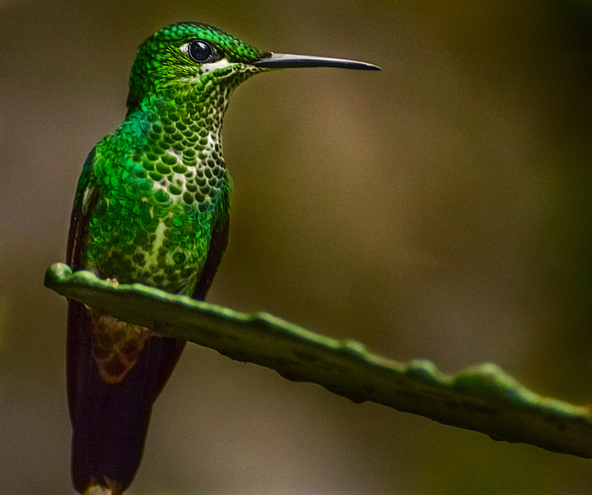 Canon EOS 60D sample photo. Hummingbird photography