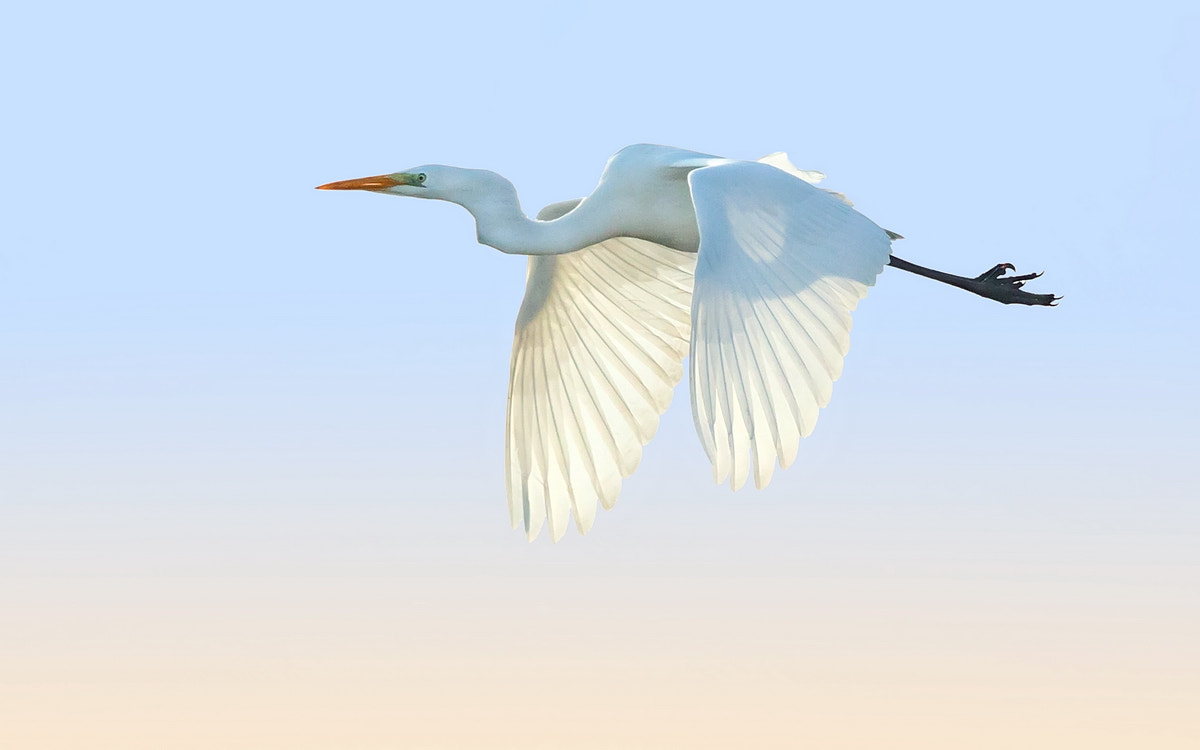 Canon EOS-1D X + Canon EF 500mm F4L IS II USM sample photo. Great egret photography