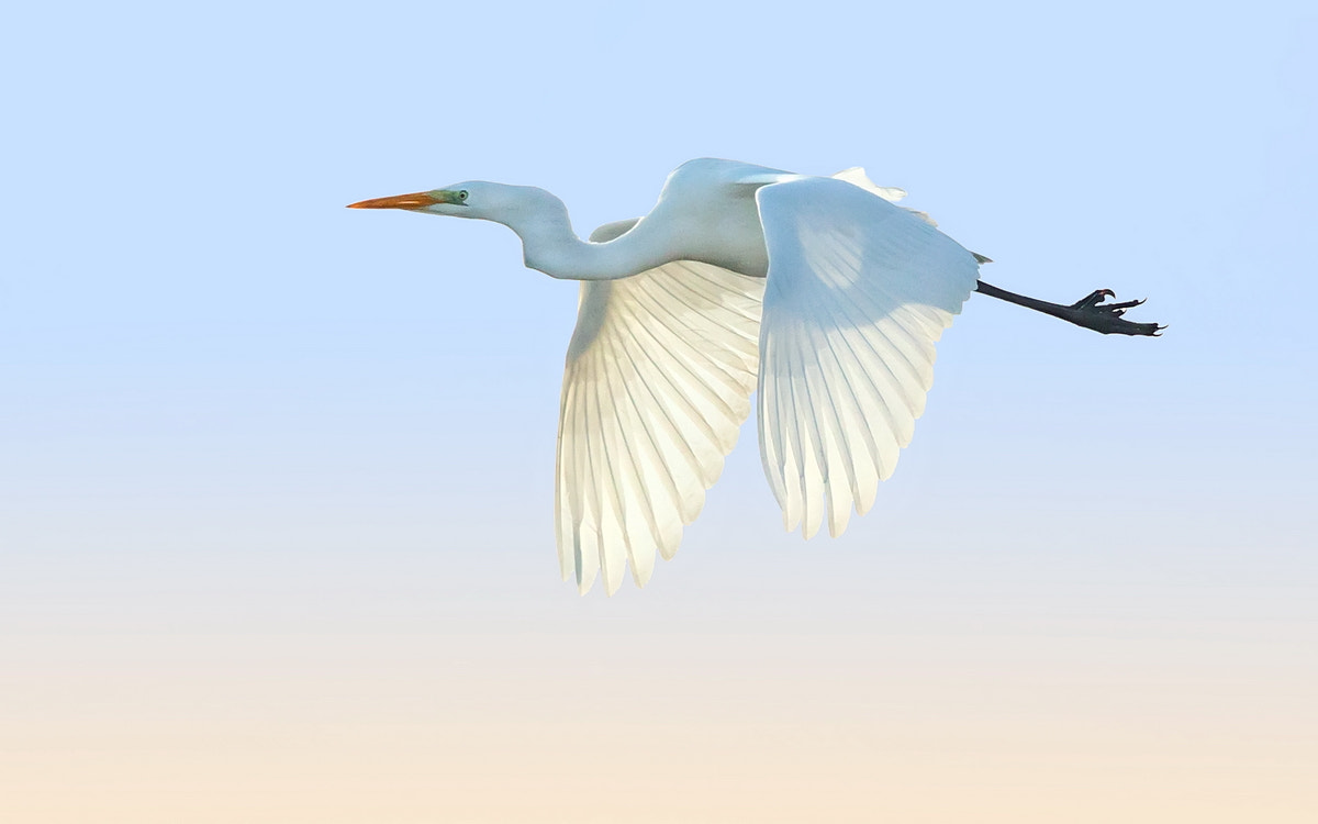 Canon EF 500mm F4L IS II USM sample photo. Great egret photography