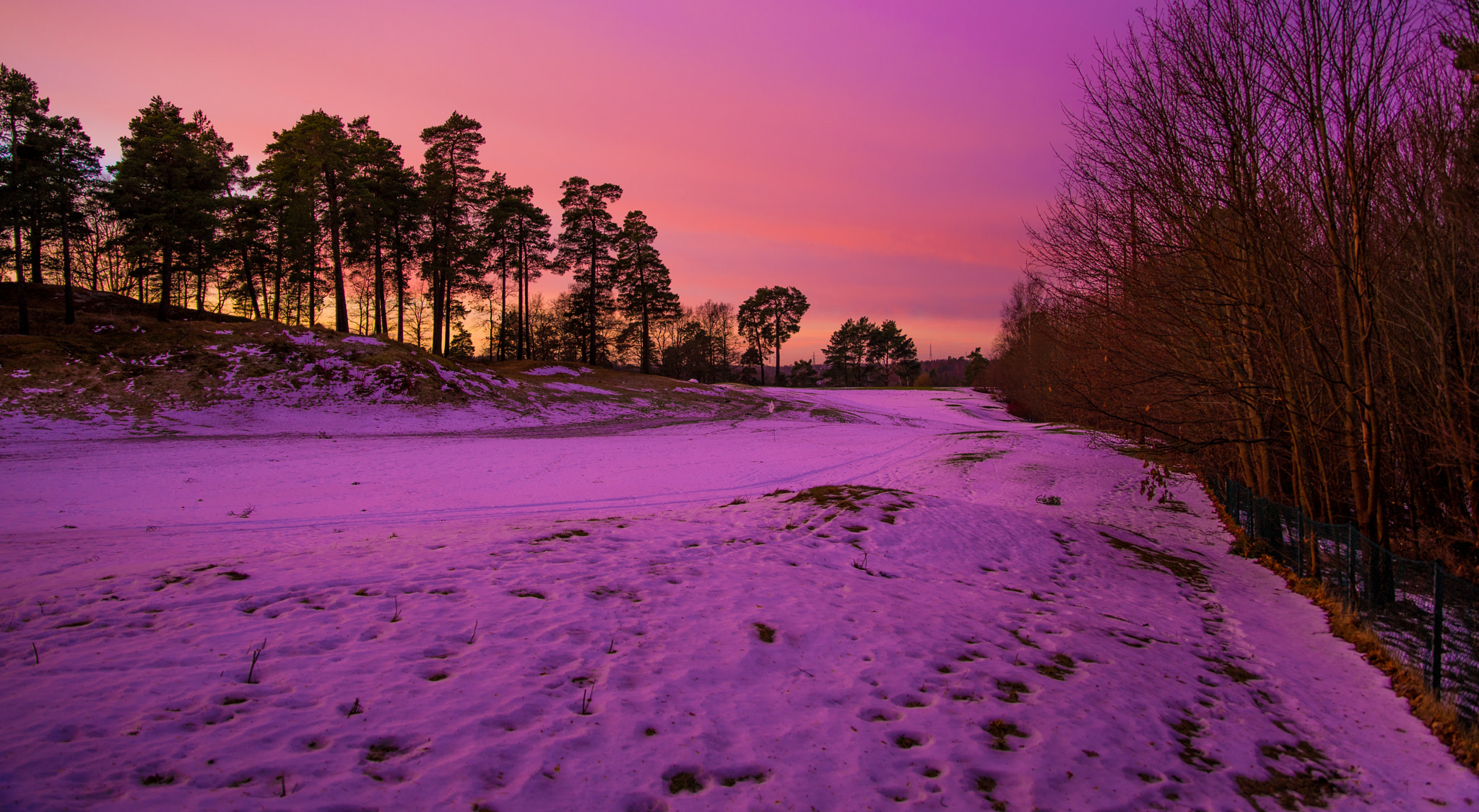 Sigma 24-70mm F2.8 EX DG Macro sample photo. Purple frozen rain photography