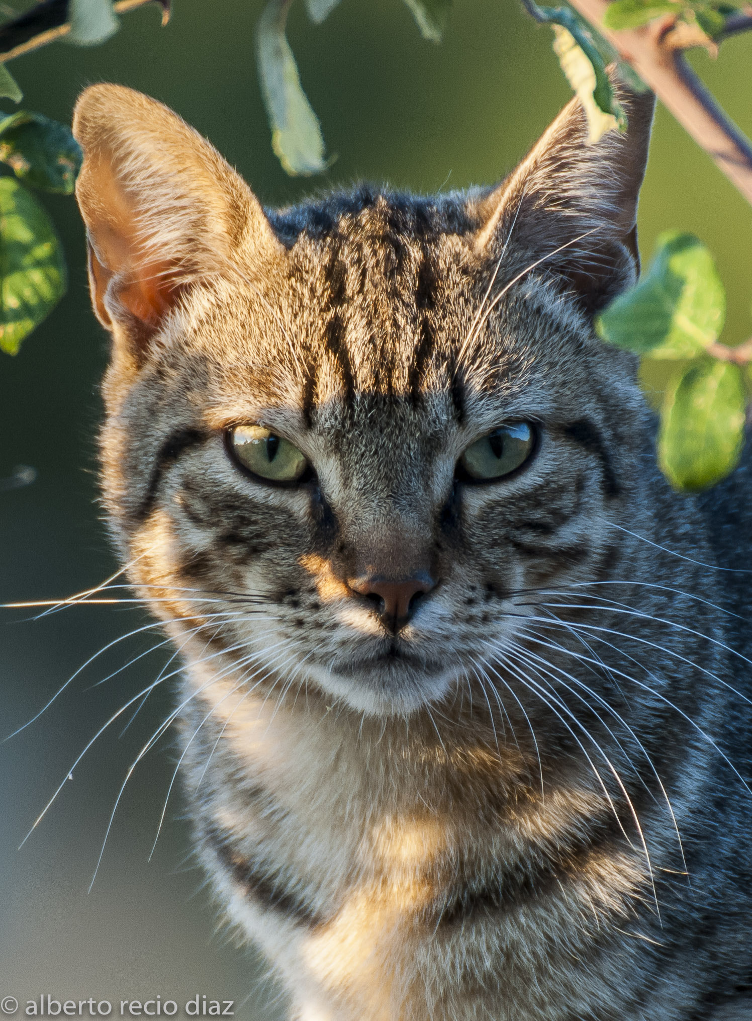 Nikon D200 sample photo. El gato (the cat) photography
