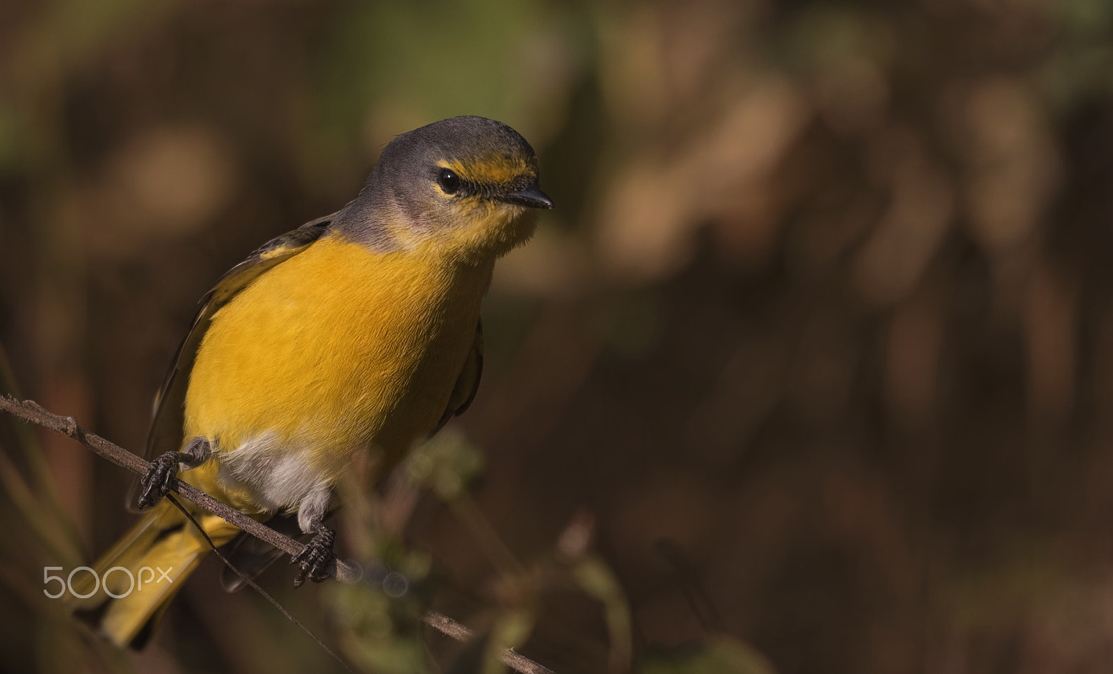 Nikon D750 + Nikon AF-S Nikkor 500mm F4G ED VR sample photo. Long tailed minivet photography