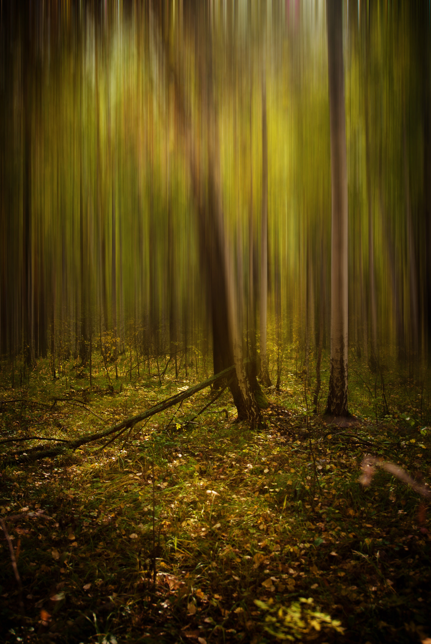 Nikon D200 sample photo. Autumn rays photography