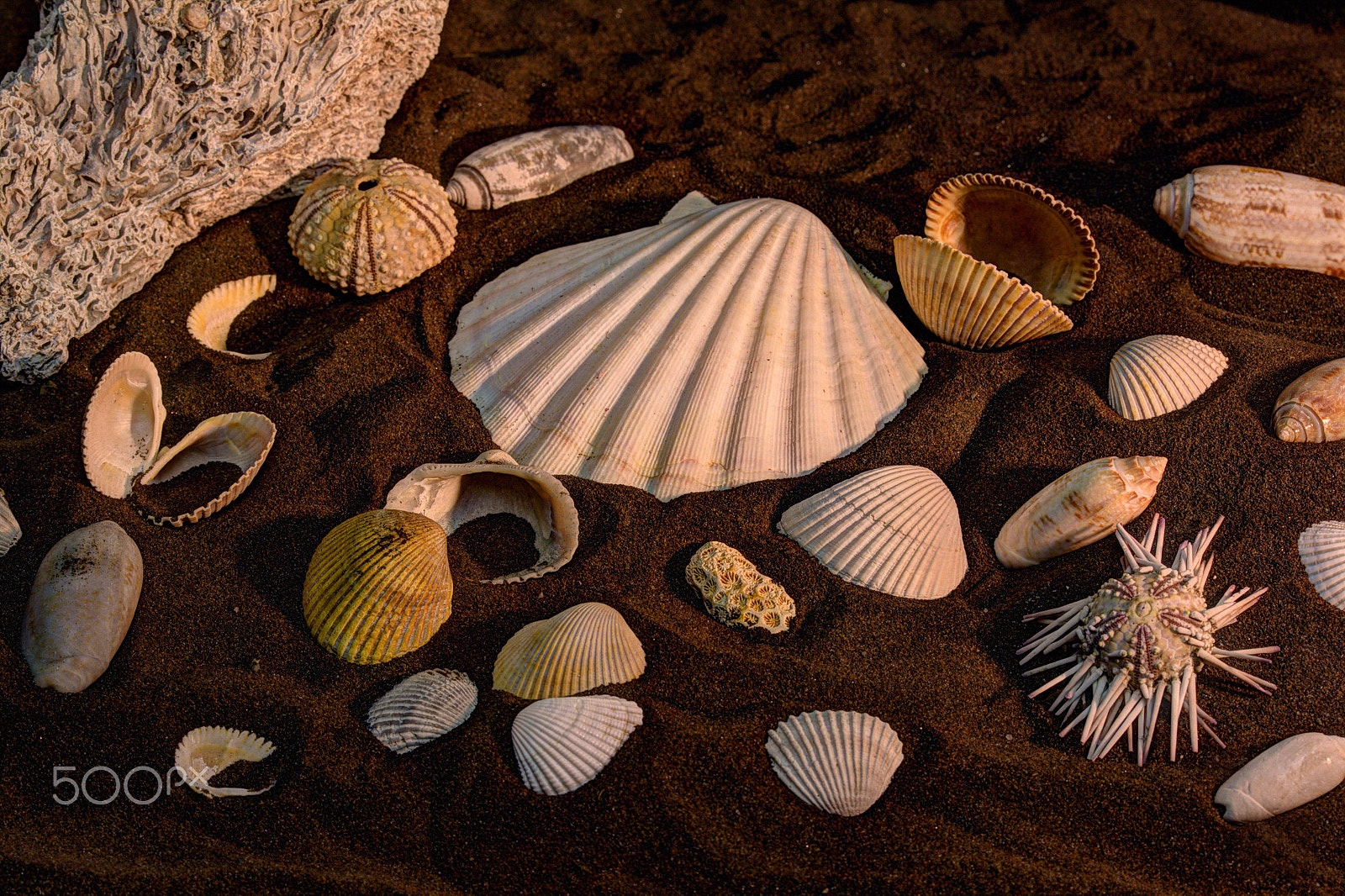 Canon EF-S 60mm F2.8 Macro USM sample photo. Shells in black sands photography